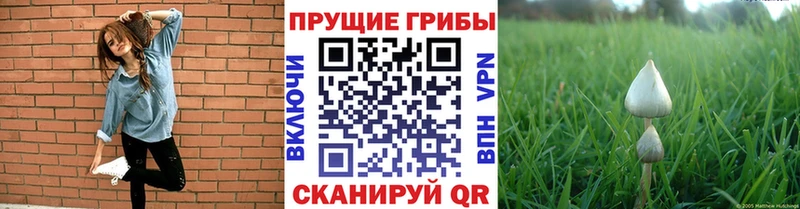 цены   Талдом  Псилоцибиновые грибы ЛСД 